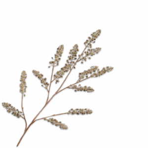 Distel tak GRN/GRS 116cm